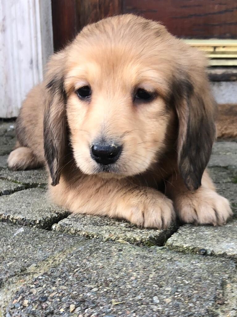 gumtree golden retriever for sale